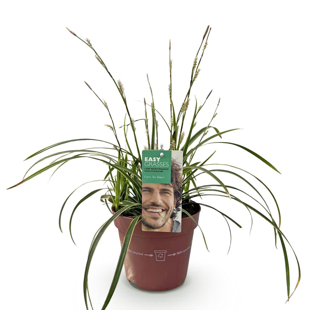 Livraison plante Carex morrowii Ice Dance – Pot 17 cm – Hauteur 50 cm