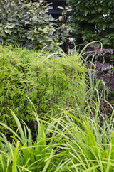 Livraison plante Carex morrowii 'Irish Green'