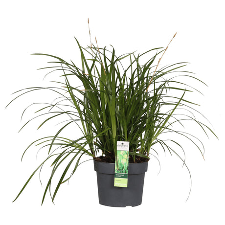 Livraison plante Carex Morrowii 'Irish Green' - ↨40cm - Ø19 - graminées - plante d'extérieur