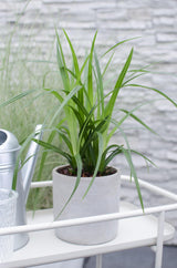 Livraison plante Carex morrowii 'Irish Green'