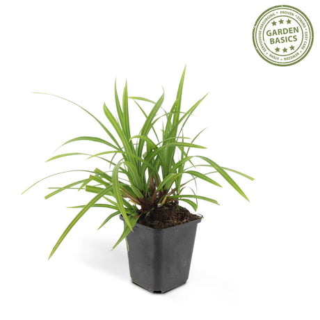 Livraison plante Carex morrowii 'Irish Green' - Lot de 6