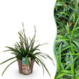 Livraison plante Carex morrowii Irish Green – Pot 17 cm – Hauteur 50 cm