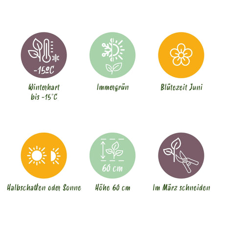 Livraison plante Carex oshimensis Evergold – Lot de 2 – Pot 17 cm – Hauteur 50 cm