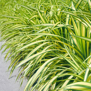 Livraison plante Carex oshimensis Evergold – Lot de 2 – Pot 17 cm – Hauteur 50 cm