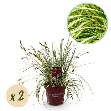 Livraison plante Carex oshimensis Evergold – Lot de 2 – Pot 17 cm – Hauteur 50 cm