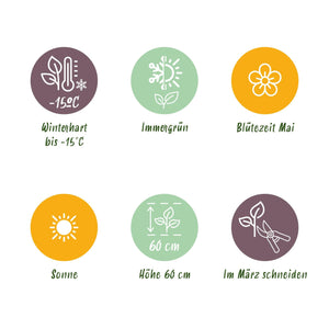 Livraison plante Carex oshimensis Everillo – Pot 17 cm – Hauteur 50 cm