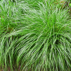 Livraison plante Carex oshimensis Intense Green – Pot 17 cm – Hauteur 50 cm