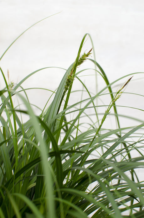 Livraison plante Carex 'Ribbon Falls'