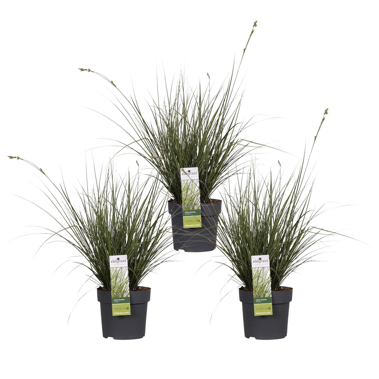 Livraison plante Carex Variegata laîche lot de 3 - ↨30cm - Ø14 - plante vivace extérieur