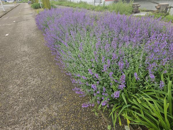 Livraison plante Cataire 'Walker's Low'