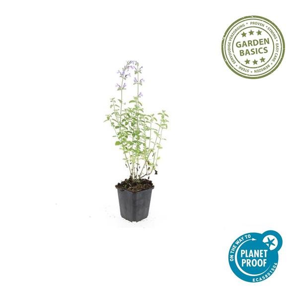 Livraison plante Cataire 'Walker's Low'