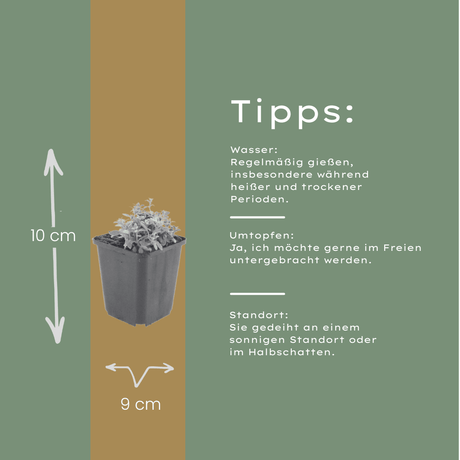 Livraison plante Céraiste tomenteux