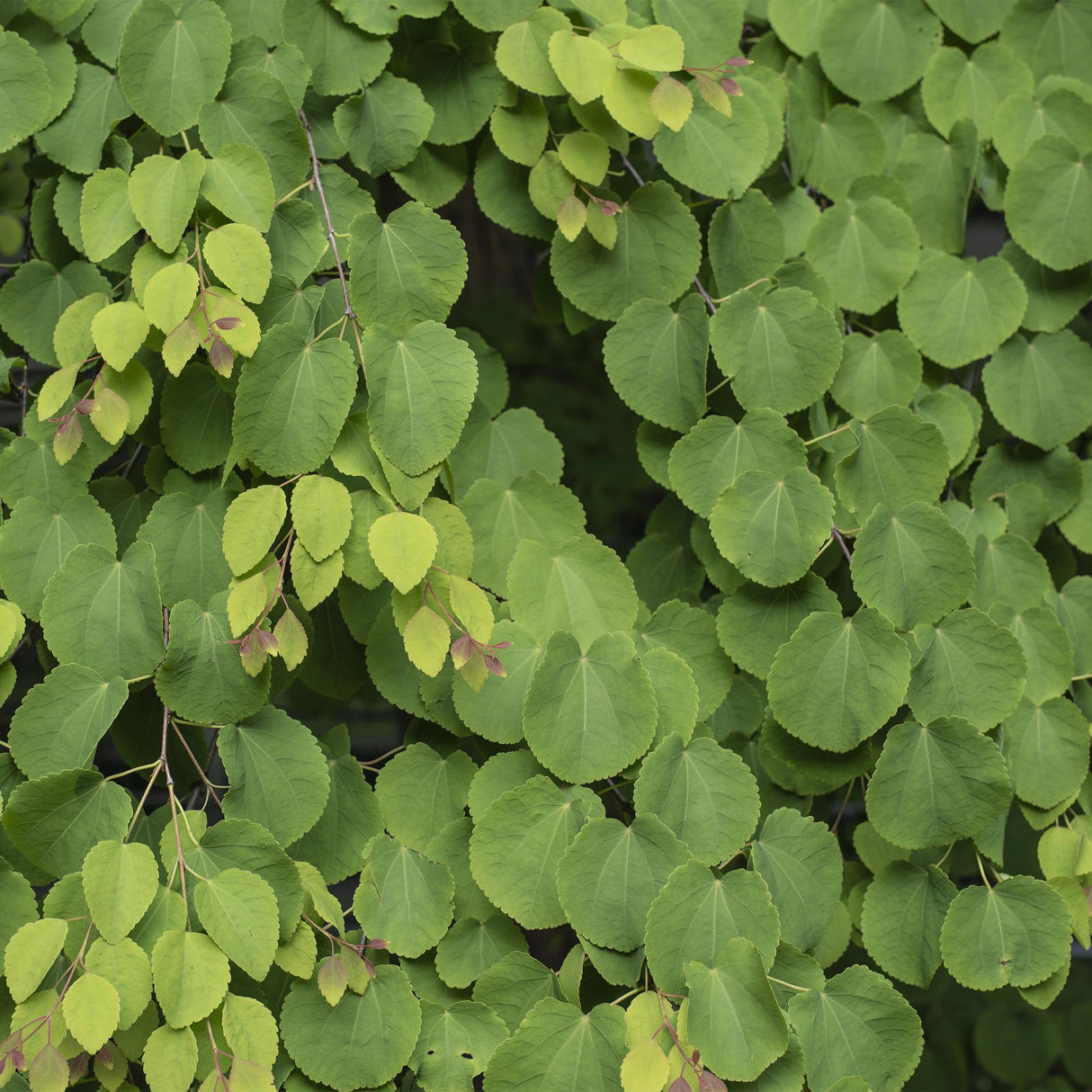 Livraison plante Cercidiphyllum japonicum – Pot 12 cm – Hauteur 35 cm