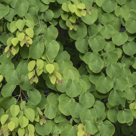 Livraison plante Cercidiphyllum japonicum – Pot 12 cm – Hauteur 35 cm