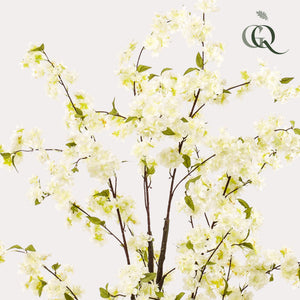 Livraison plante Cerisier artificiel blanc