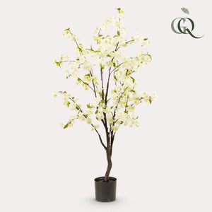 Livraison plante Cerisier artificiel blanc
