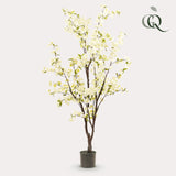 Livraison plante Cerisier artificiel blanc