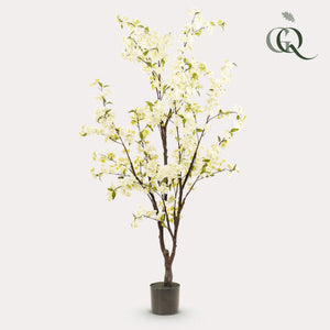 Livraison plante Cerisier artificiel blanc