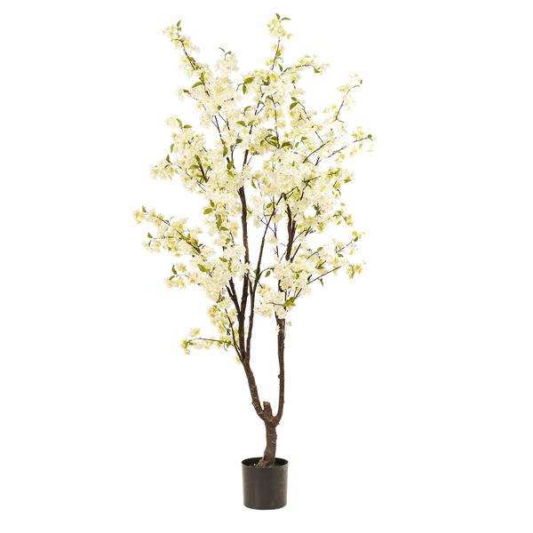 Livraison plante Cerisier artificiel blanc