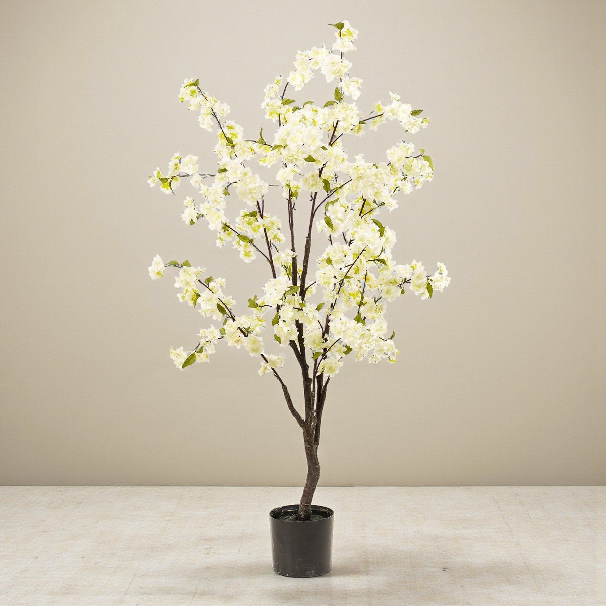 Livraison plante Cerisier artificiel blanc
