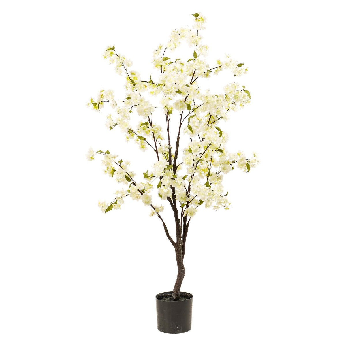 Livraison plante Cerisier artificiel blanc