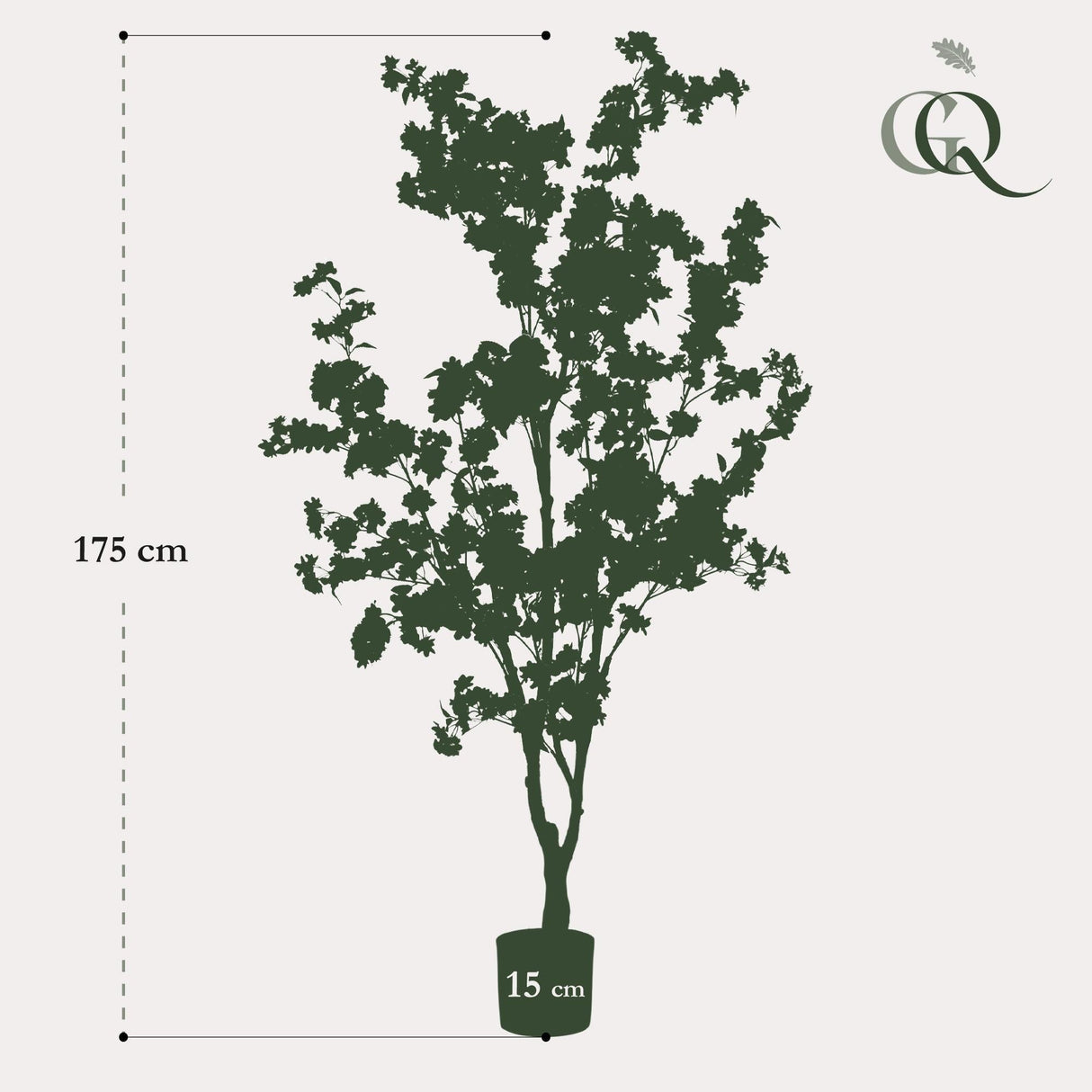 Livraison plante Cerisier blanc h175cm