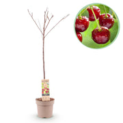 Livraison plante Cerisier Regina – Lot de 1 – Pot 21 cm – Hauteur 90 cm