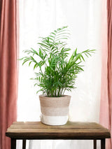 Livraison plante Chamadorea Elegans et son pot