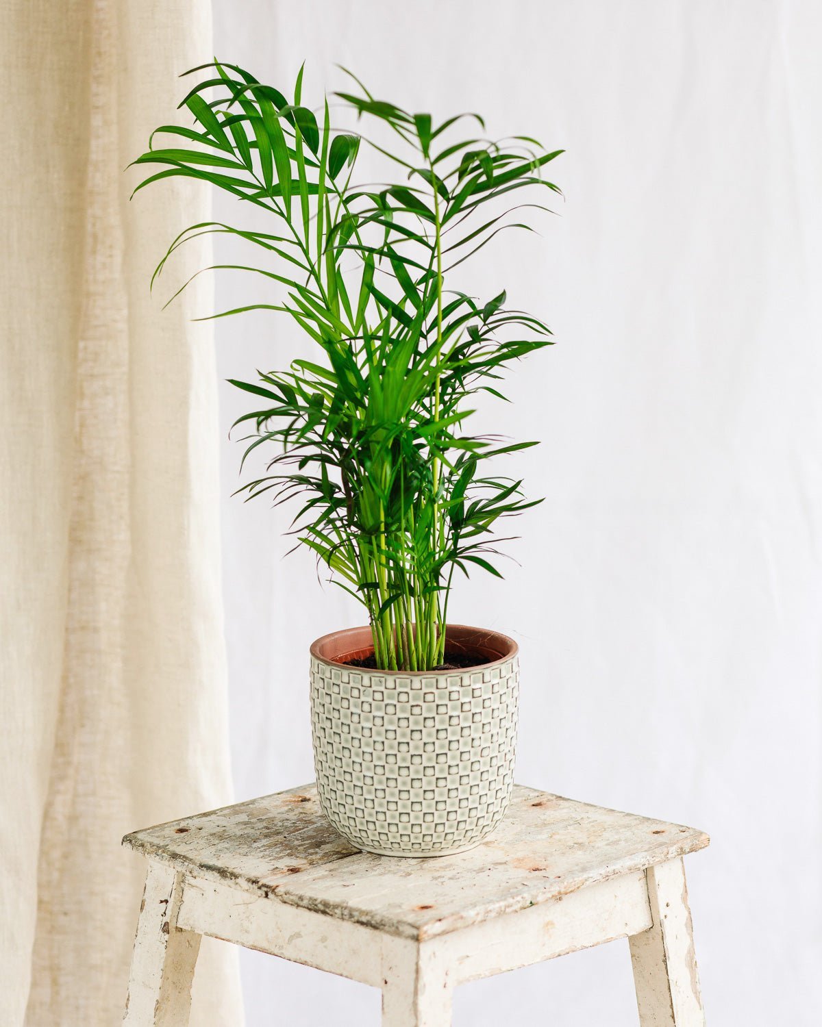 Chamaedorea Elegans – reinigende und pflegeleichte Bergzwergpalme