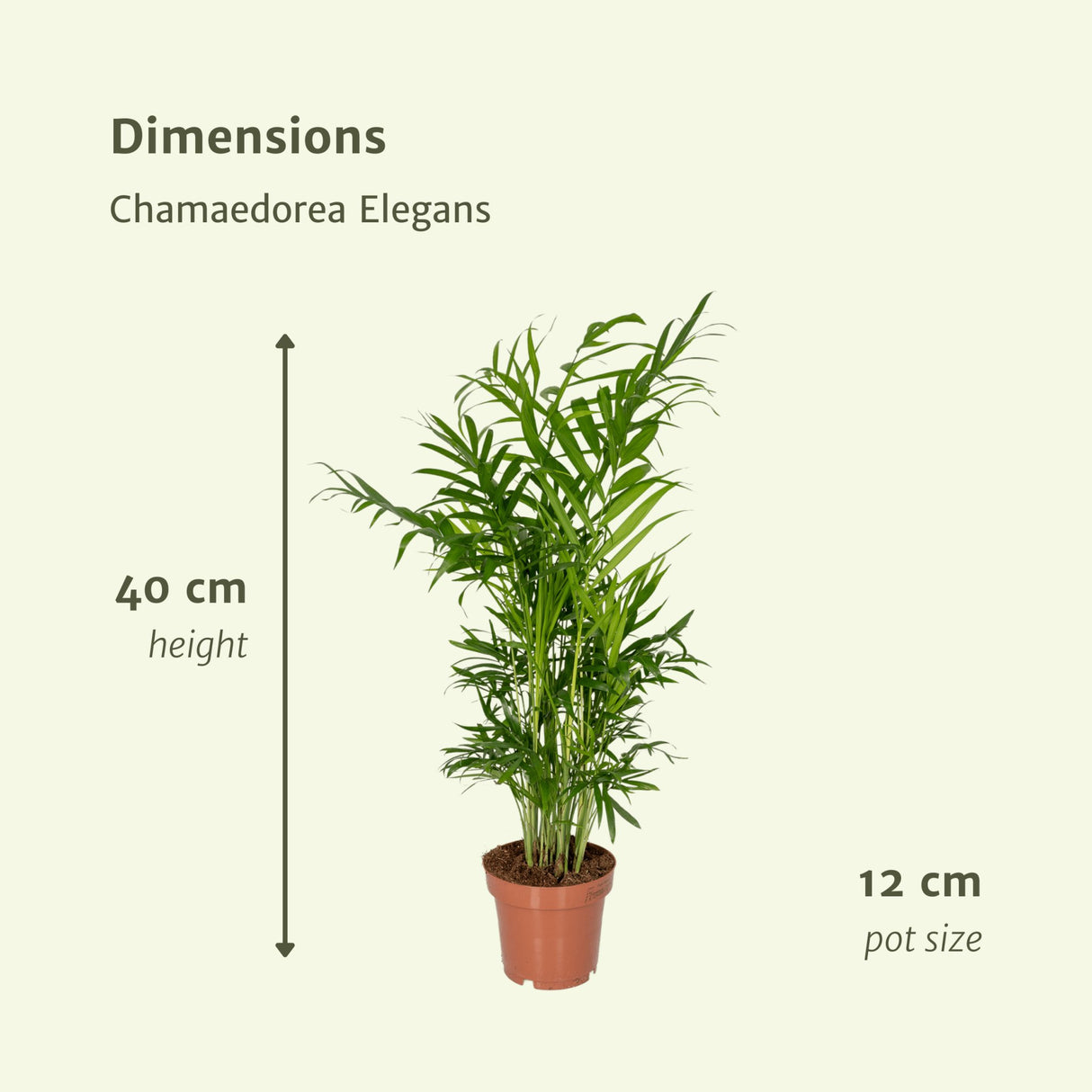 Livraison plante Chamaedorea Elegans - Lot de 2