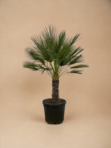 Livraison plante Chamaerops Humilis h180cm