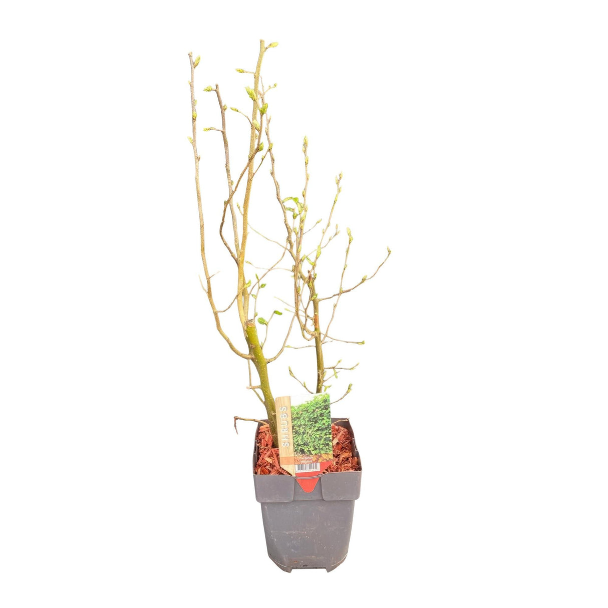 Livraison plante Charme Carpinus betulus – Lot de 6 – Hauteur 55 cm