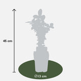 Livraison plante Chèvrefeuille à fruit comestibles - ↨45CM - Ø13 - arbuste fruitier