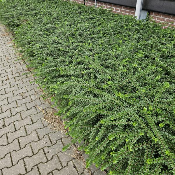 Heckenkirsche 'Maigrün' - Immergrüne & robuste Hecke