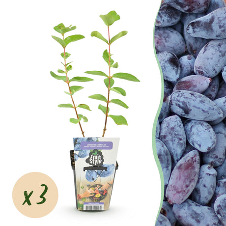 Livraison plante Chèvrefeuille comestible Kamtschatica – Lot de 3 – Pot 9 cm