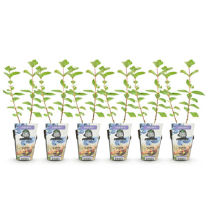 Livraison plante Chèvrefeuille comestible Kamtschatica – Lot de 6 – Pot 9 cm