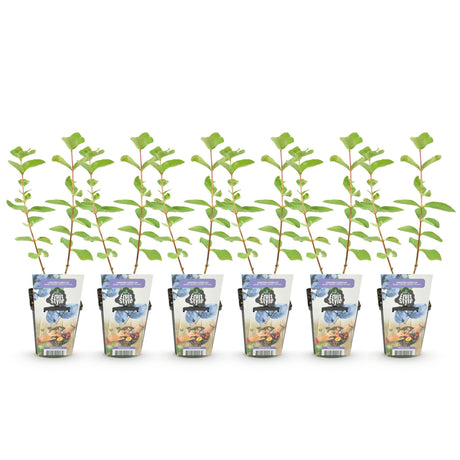 Livraison plante Chèvrefeuille comestible Kamtschatica – Lot de 6 – Pot 9 cm