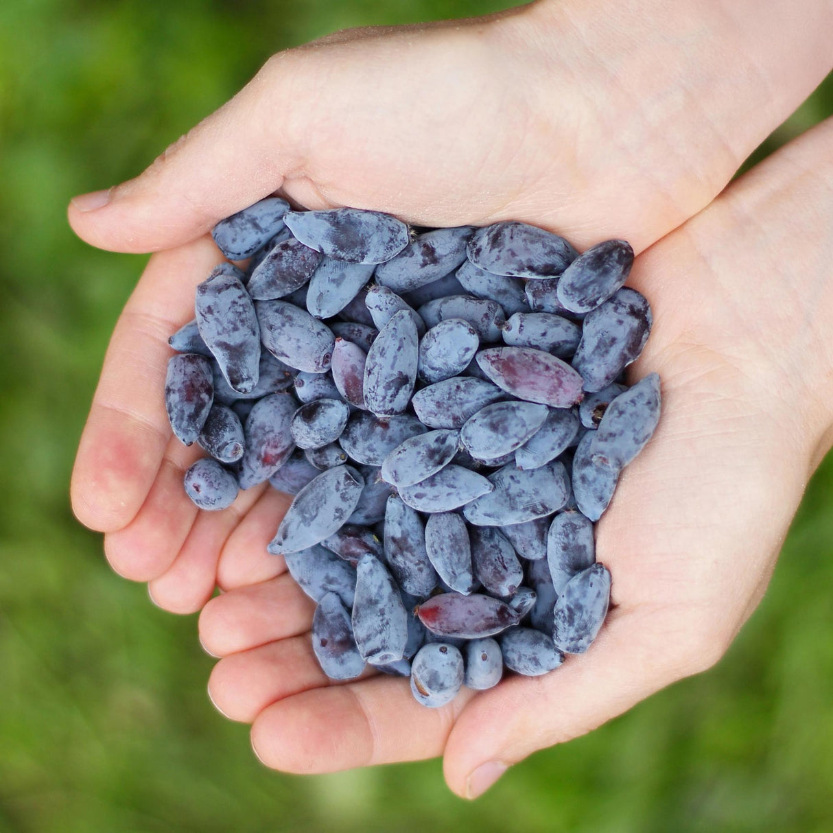 Livraison plante Chèvrefeuille comestible Kamtschatica – Lot de 6 – Pot 9 cm