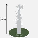 Livraison plante Chèvrefeuille japonais 'Halliana'