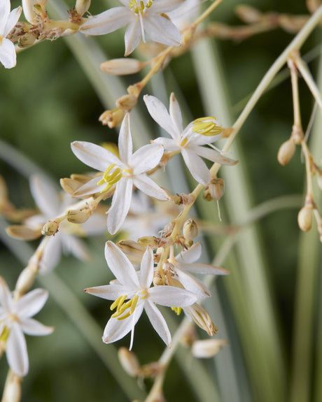 Livraison plante Chlorophytum saundersiae 'Starlight'