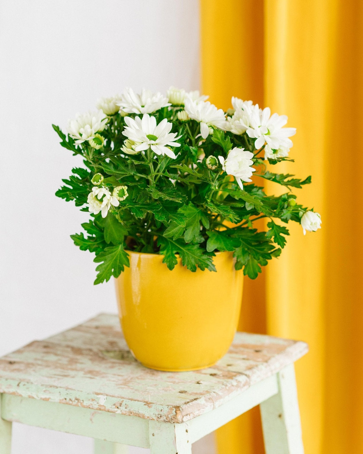 Livraison plante Chrysanthème Marguerites blanches