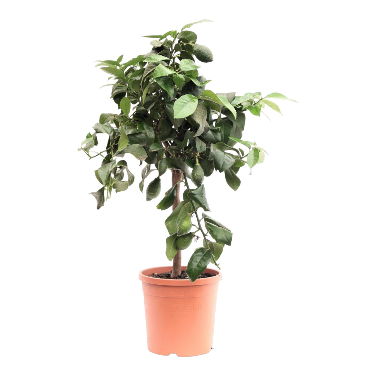 Livraison plante Citronnier