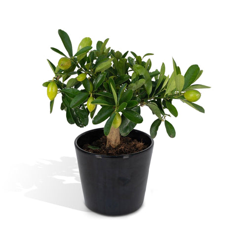 Livraison plante Citronnier et son pot en céramique - 45 cm - Ø16 - arbuste fruitier