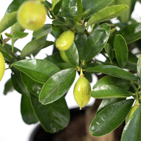 Livraison plante Citronnier et son pot en céramique - 45 cm - Ø16 - arbuste fruitier