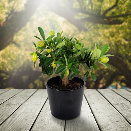 Livraison plante Citronnier et son pot en céramique - 45 cm - Ø16 - arbuste fruitier