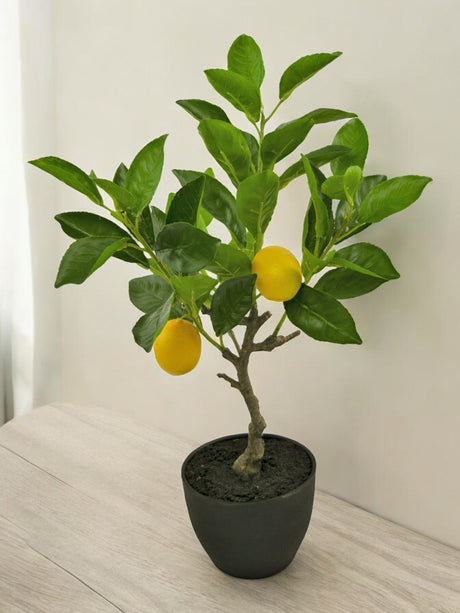 Livraison plante Citronnier Fruitier - Arbre Artificiel