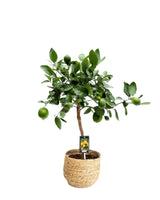 Livraison plante Citrus Lime h80cm - agrumes