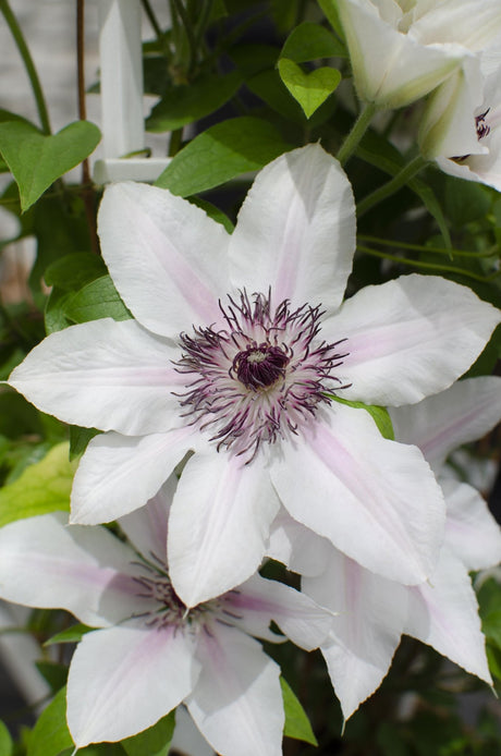 Livraison plante Clematis Boulevard 'The Countess of Wessex'