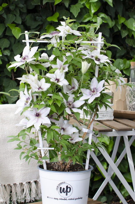 Livraison plante Clematis Boulevard 'The Countess of Wessex'