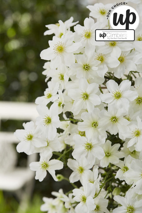 Livraison plante Clematis Cartmanii 'Avalanche'